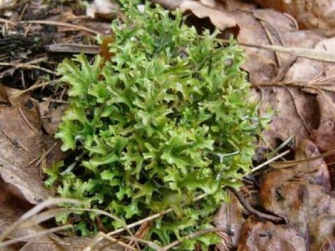 cetraria từ ký sinh trùng trong cơ thể