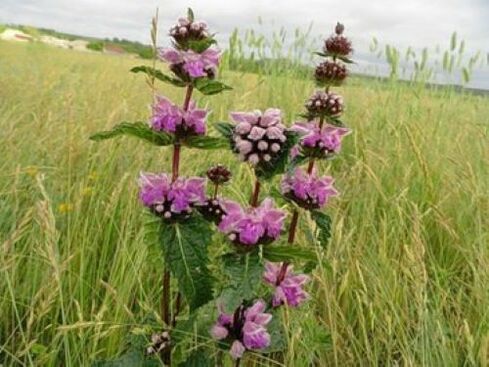 cây quặng sắt từ ký sinh trùng trong cơ thể