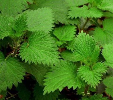 cây tầm ma chống lại ký sinh trùng trong cơ thể con người