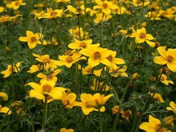 một loạt ký sinh trùng trong cơ thể