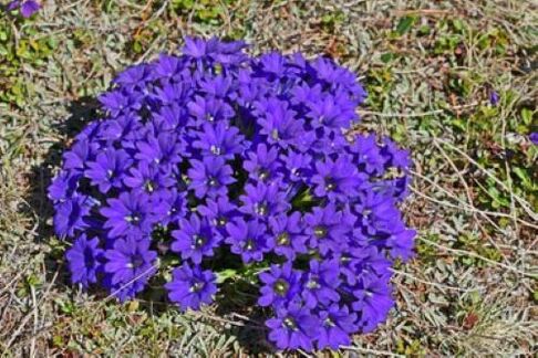 sốt bắt nguồn từ ký sinh trùng trong cơ thể