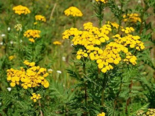 tansy từ ký sinh trùng trong cơ thể con người