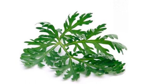 ngải cứu để loại bỏ ký sinh trùng khỏi cơ thể
