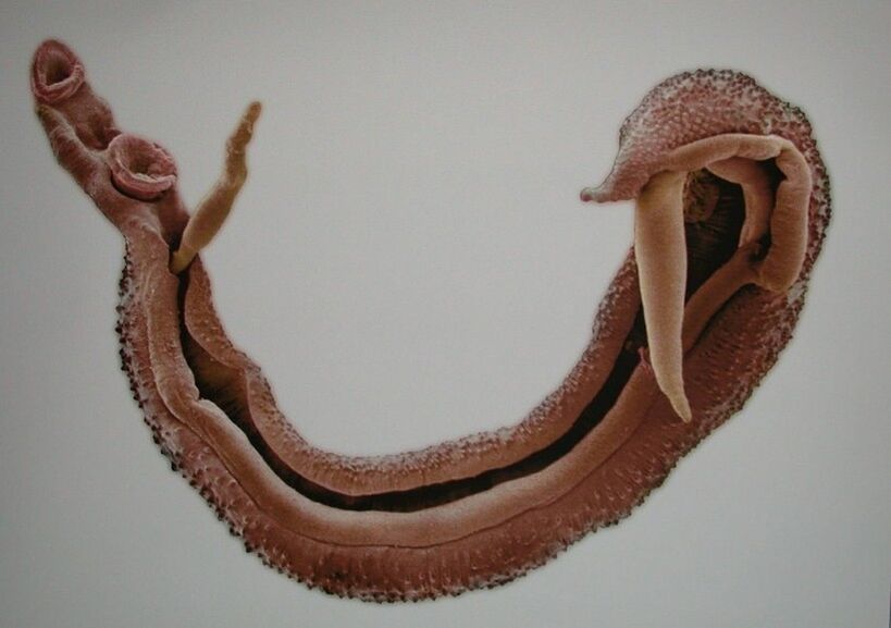 Schistosomes là một loại ký sinh trùng nguy hiểm trong máu người